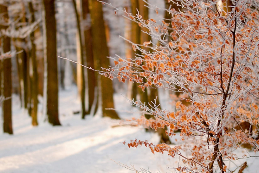 Azərbaycanda fevral ayına olan hava proqnozu açıqlanıb