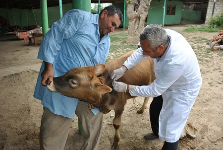 Gürcüstanla həmsərhəd rayonlarda nodulyar dermatit xəstəliyi əleyhinə peyvəndləmə tədbirləri başa çatdırılıb