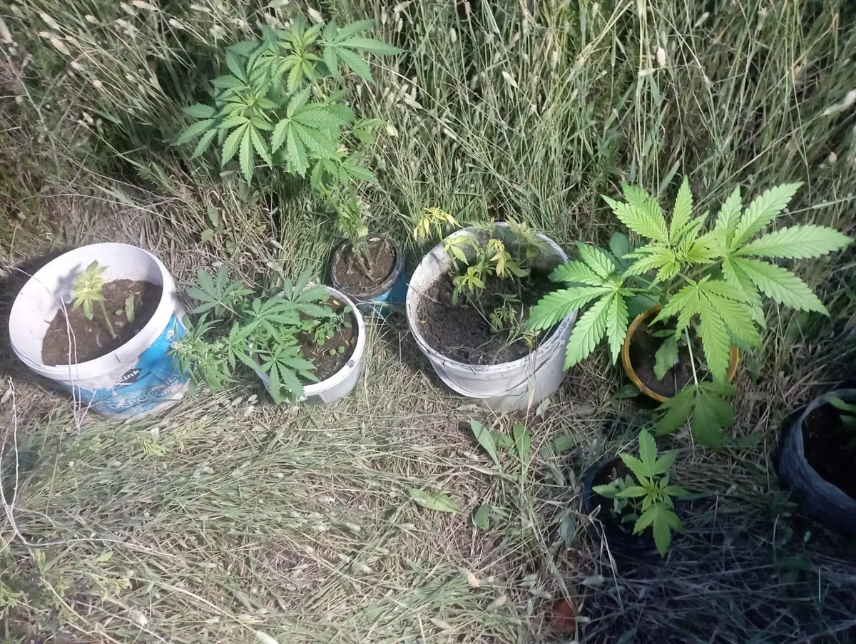 Həyətində çətənə kolları yetişdirən Neftçala sakini saxlanılıb