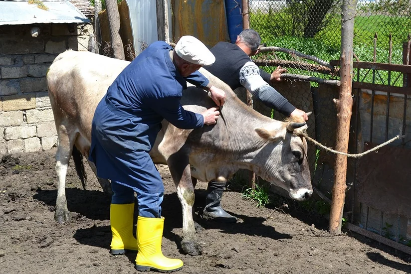Şamaxıda heyvanlar arasında xüsusi təhlükəli xəstəliklərə qarşı aparılan profilaktik tədbirlər davam etdirilir