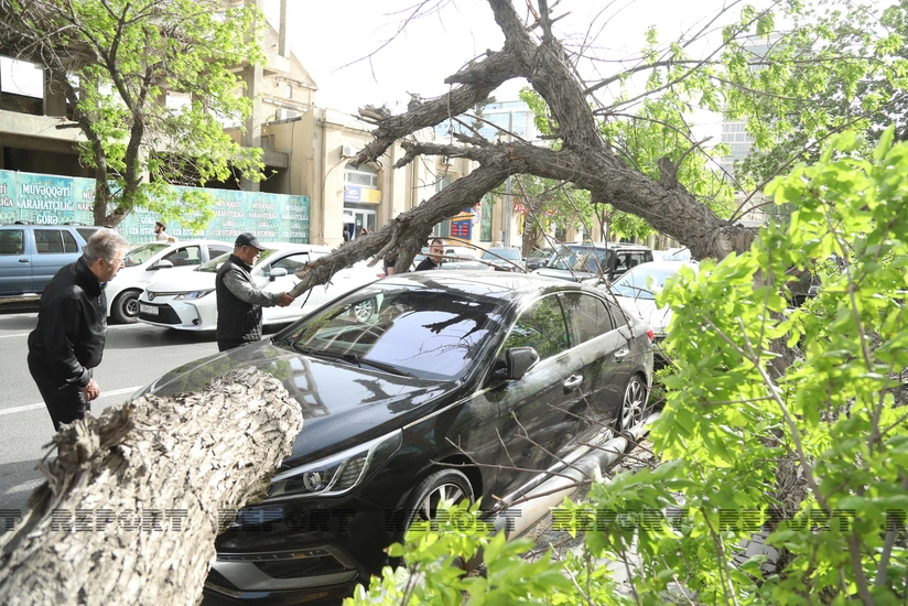 Güclü külək Bakıda nəhəng ağacı avtomobillərin üzərinə aşırıb