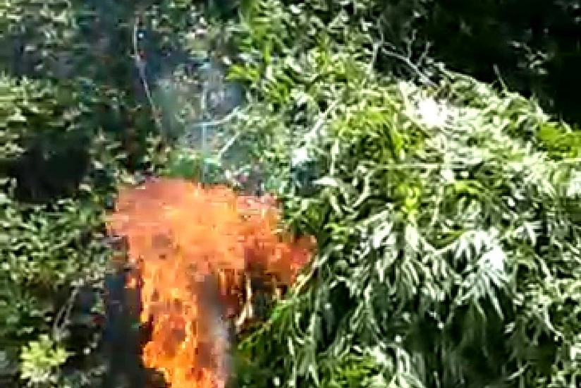 İsmayıllıda 4 ton narkotik vasitə məhv edilib