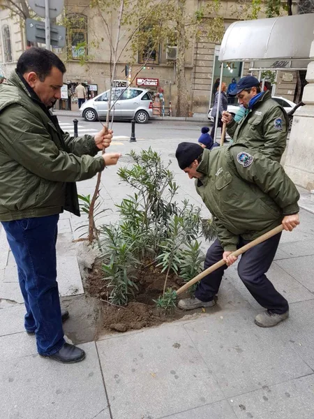 Bakıda qurumuş və təhlükə yaradan ağaclar 2000-dən çox müxtəlif cinsli ağacla əvəzlənib