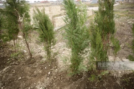 В Хачмазе прошла акция по посадке деревьев в рамках Года Гейдара Алиева
