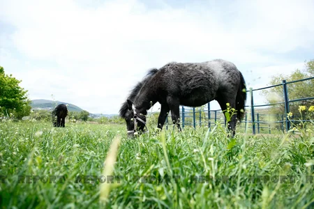 Karabakh horses and Georgia - RESEARCH