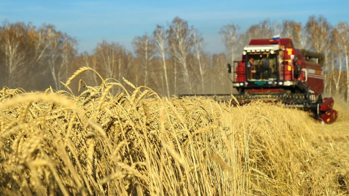 Global grain market may face shortage
