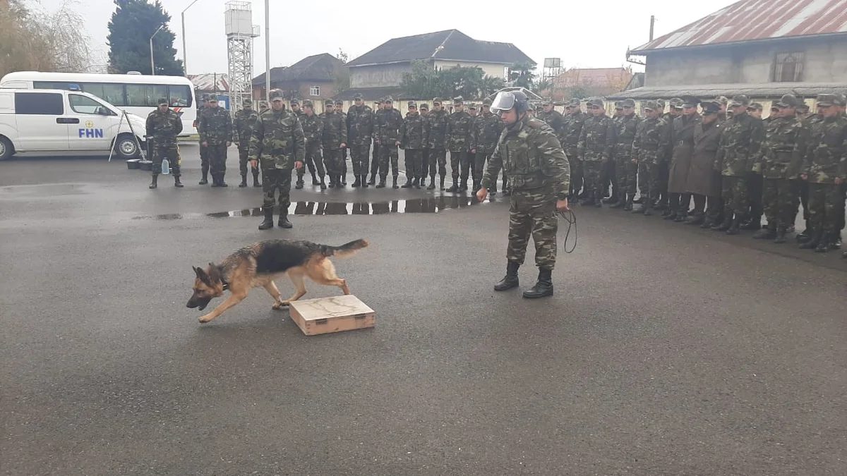 Azərbaycan Türkiyədə xilasetmə işlərinə 8 təlim görmüş it cəlb edir