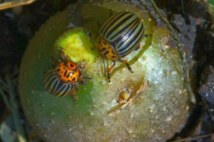 Gədəbəydə Kolorado kartof böcəyinə qarşı mübarizə başlayıb