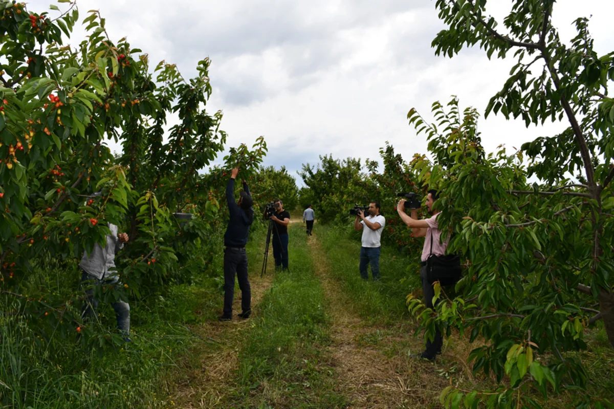 Azərbaycanda 51 aqropark yaradılacaq