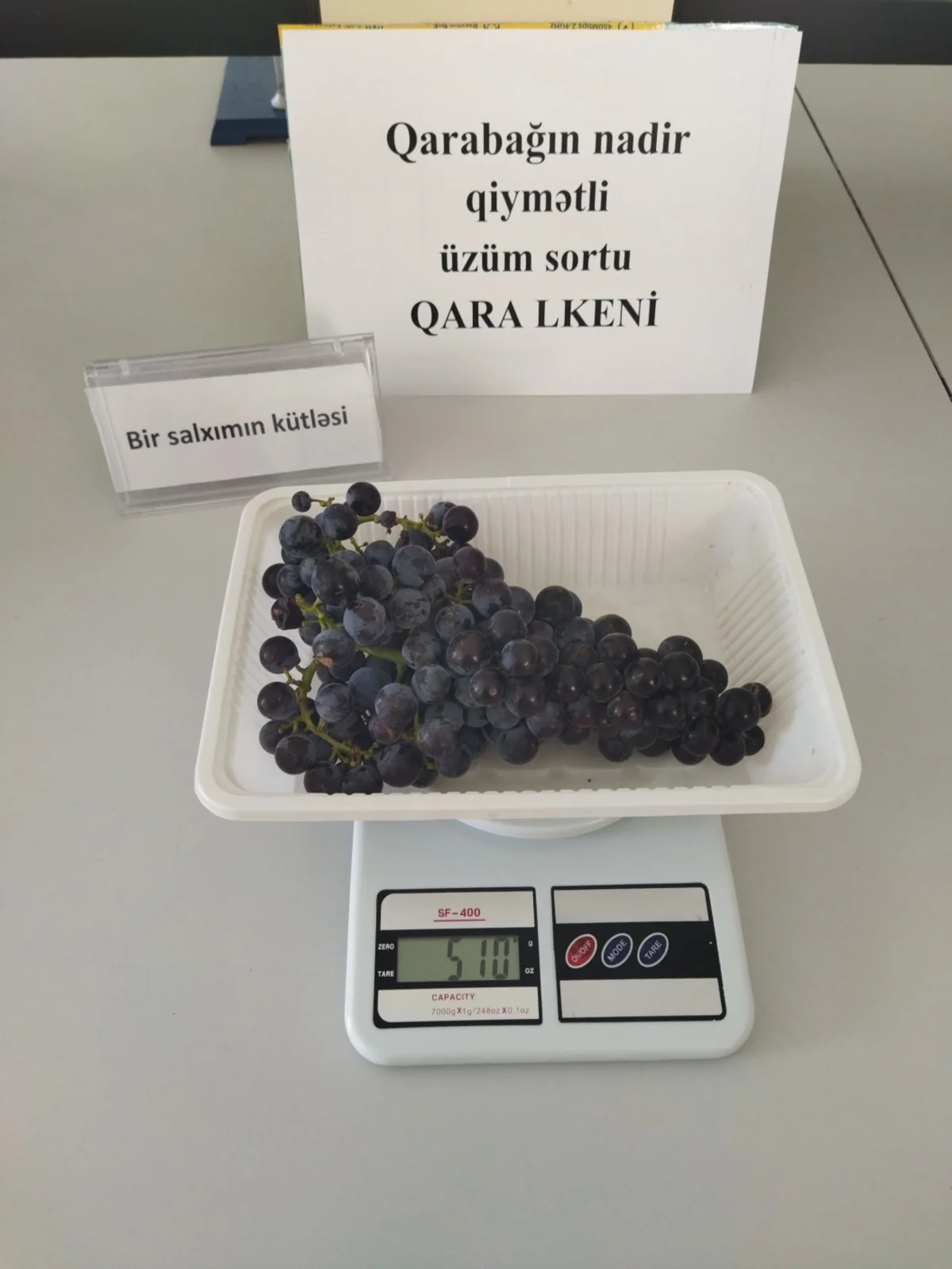 Qarabağın nadir üzüm sortları yenidən çoxaldılır