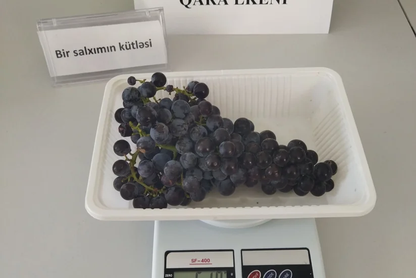 Qarabağın nadir üzüm sortları yenidən çoxaldılır