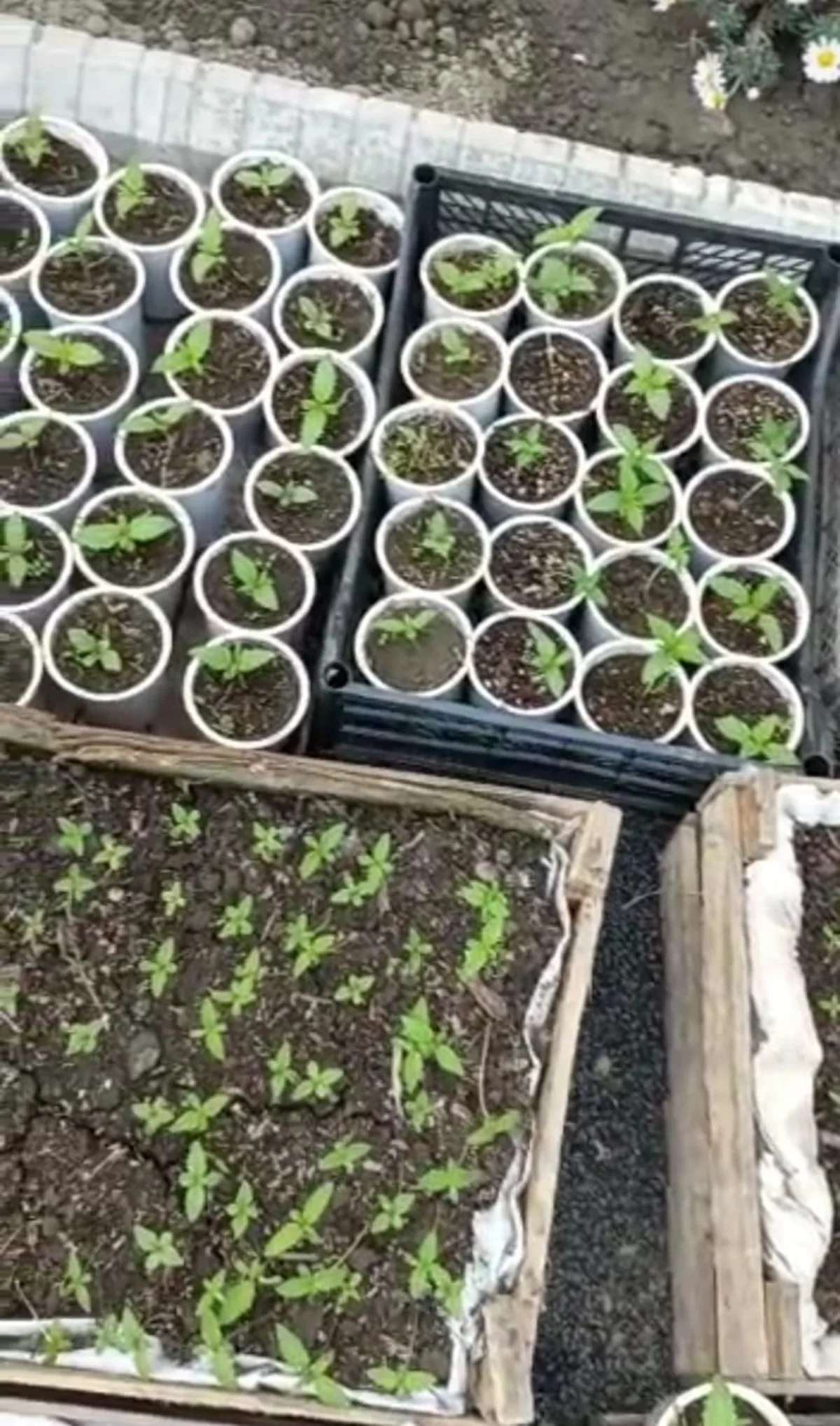 Həyətində narkotik becərən şəxs saxlanıldı 