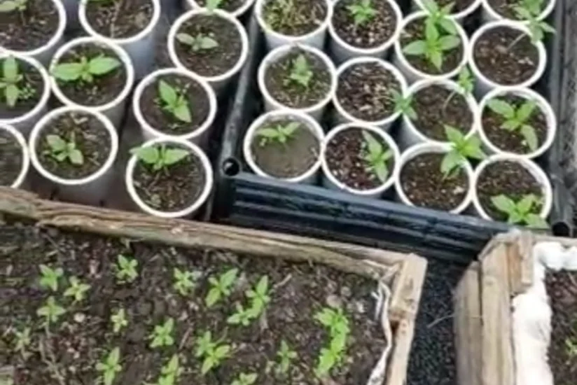 Həyətində narkotik becərən şəxs saxlanıldı 