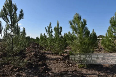 “Yaşıl dünya naminə həmrəylik ili” çərçivəsində İmişlidə 11 mindən çox ağac əkilib
