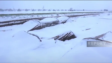 Cəlilabadda yağan qar kənd təsərrüfatına ziyan vurub