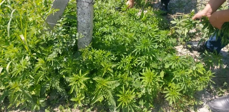 Şəkidə 1 ton 500 kq narkotik vasitə məhv edilib