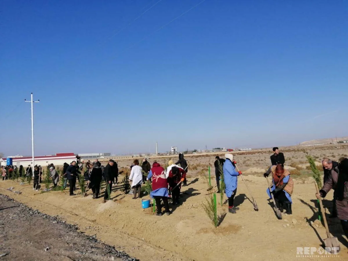 Payız ağacəkmə kampaniyası Şirvan şəhərində davam etdirilib