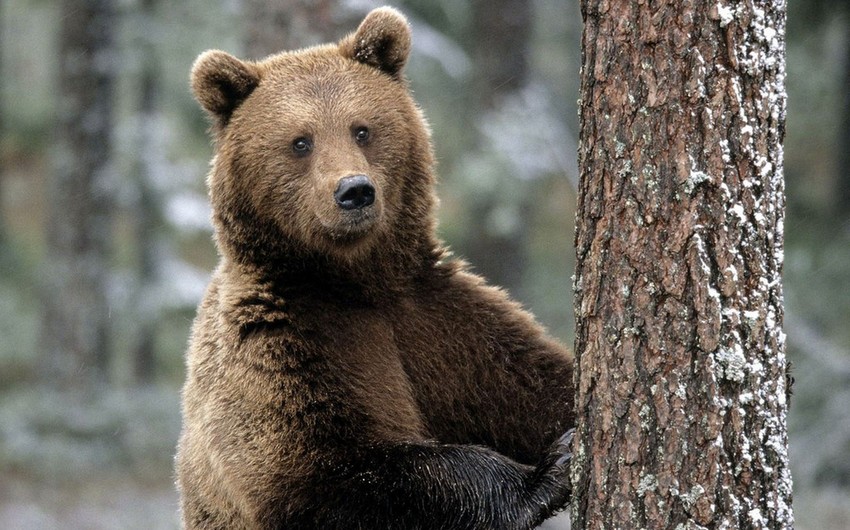Brown bears return to Chernobyl after a century away