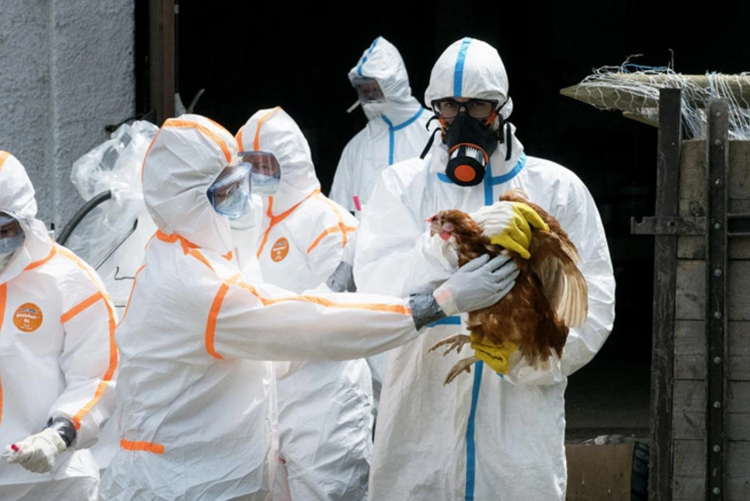 Çexiyada quş qripi epidemiyası qeydə alınıb