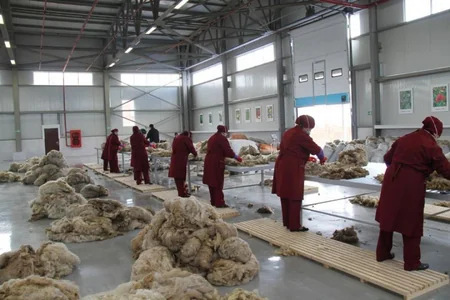 Azərxalça yun tədarükünə başlayıb