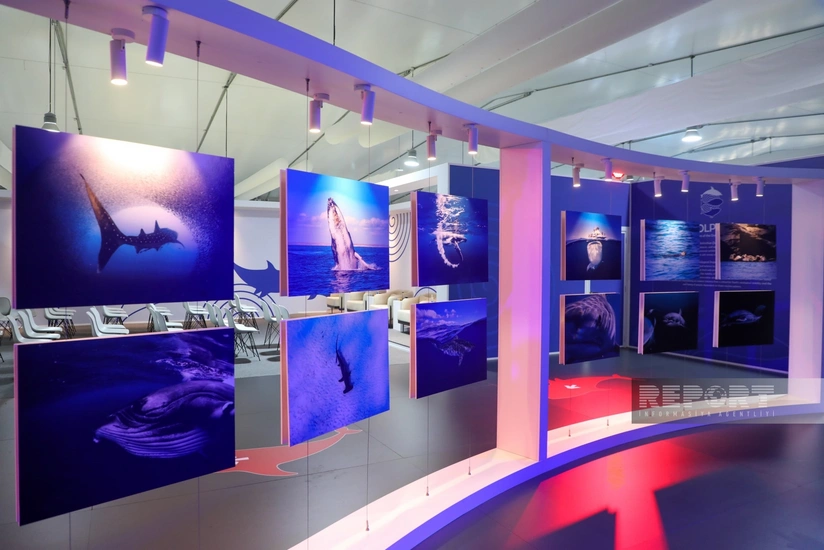 COP29 məkanında su canlıları ilə bağlı sərgi açılıb - FOTOREPORTAJ