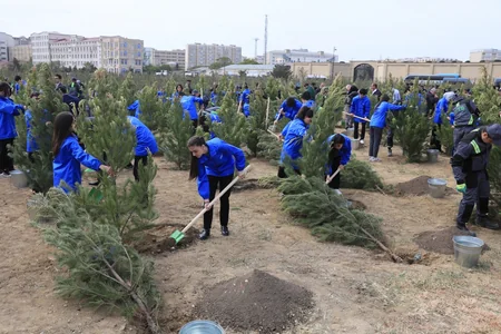 Bakıda növbəti ağacəkmə aksiyası keçirilib