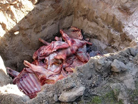 Bakıya yararsız mal ətinin gətirilməsi cəhdinin qarşısı alınıb