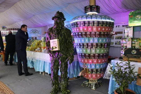 Lənkəranda III Çay, Çəltik, Sitrus Festivalı keçiriləcək - FOTO - VİDEO