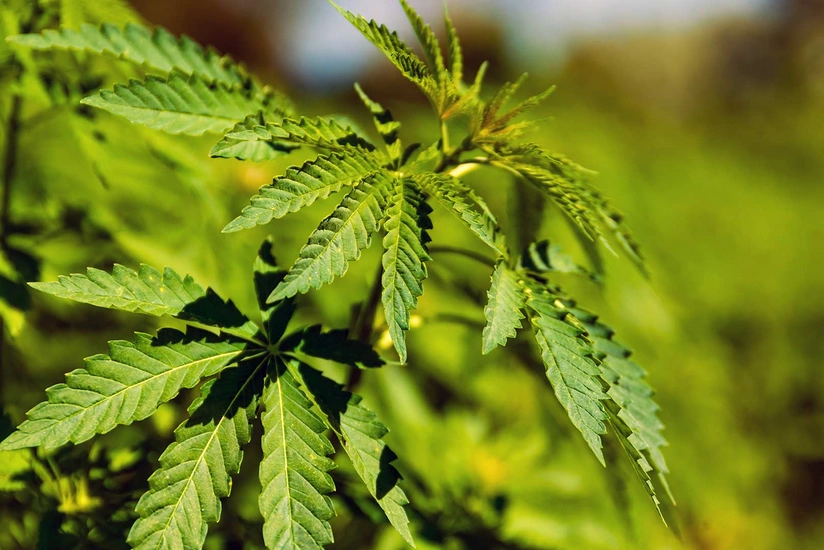 Qazaxda çətənə yetişdirən qadın saxlanılıb