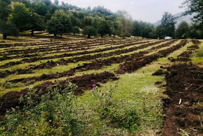 Bu günədək 277 hektar meşə fondu ərazisi payız əkin mövsümü üçün hazır vəziyyətə gətirilib