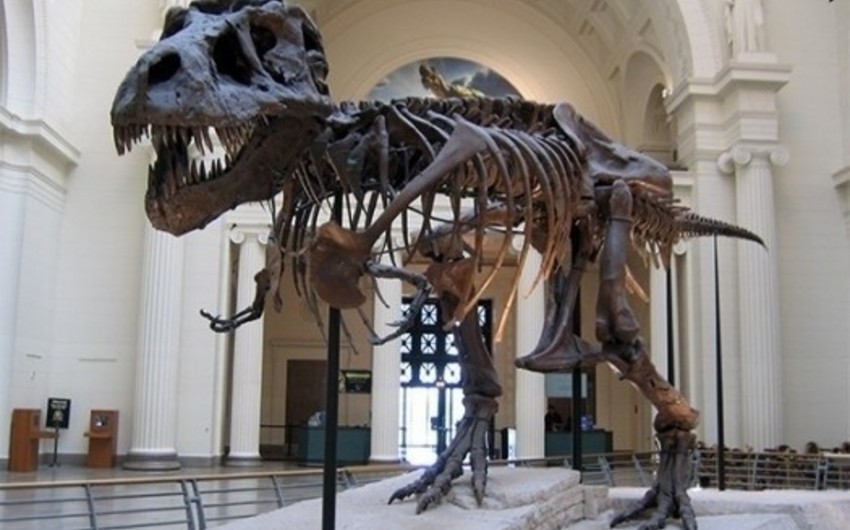 Parisdə dinozavr skeletləri hərracda 1,5 milyon dollara satılacaq
