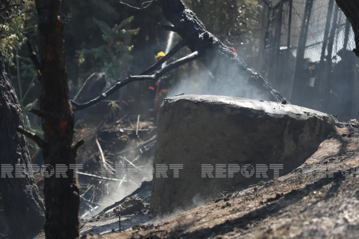 В Баку горит роща