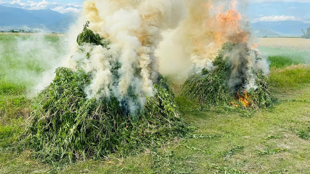 Şəkidə 12 ton narkotik tərkibli bitki məhv edilib