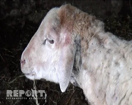 Yevlaxda canavarlar 120 baş qoyunu parçalayıblar - FOTO