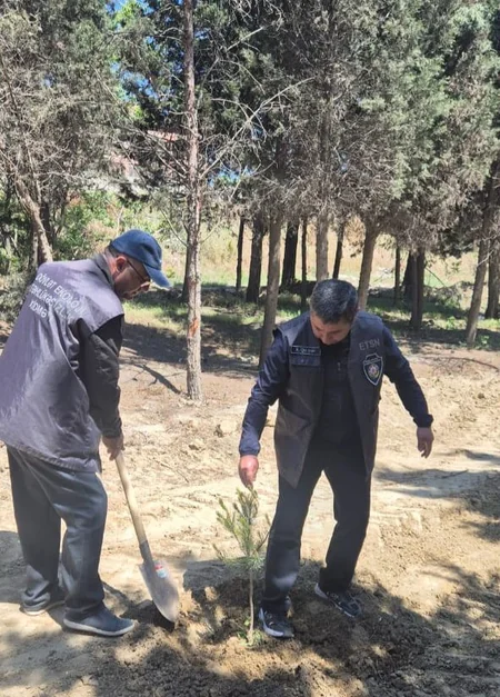 Abşeronda 64 ağacın məhv edildiyi yaşıllıq sahəsi bərpa olunub