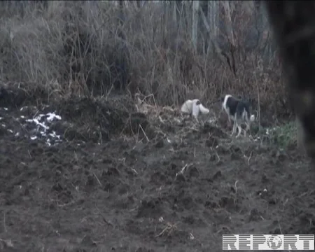 Tovuzda 43 yaşlı kişini it dişləyib