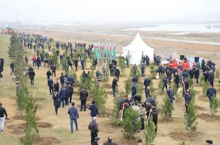 Bakıda ağacəkmə aksiyaları keçirilib