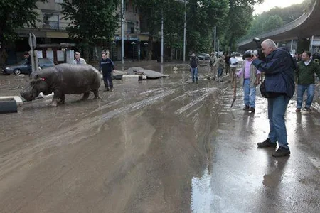 ​Tbilisidə zooparkdan qaçan sonuncu heyvan da tapılıb