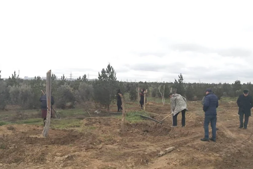 ETSN: Binəqədidə ağac kəsintisi faktı olmayıb