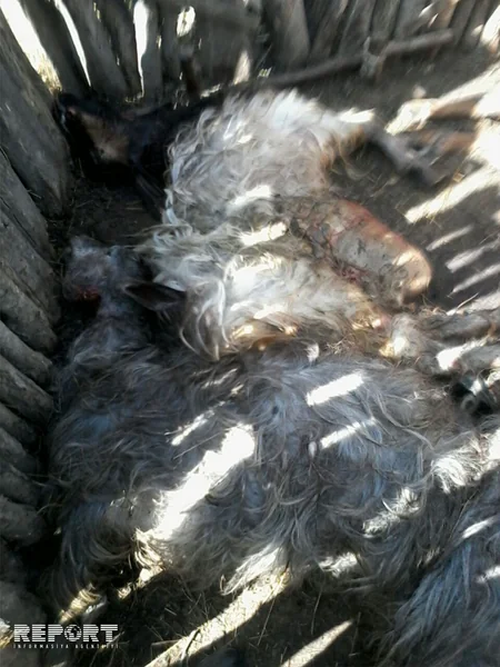 Qubanın kəndlərinə canavarlar hücum edib - FOTO