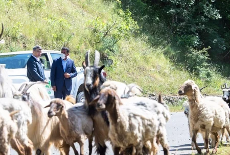 Azərbaycanda qoyun sürülərinin yaylağa köçü başlayıb