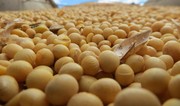 Azərbaycan daha bir ölkədən soya tədarük etməyə başlayıb