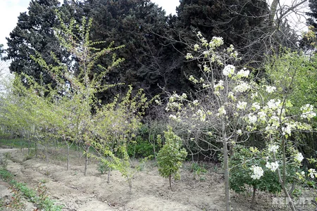 “Sakura ağaclarının Azərbaycanda çıçəklənməsi” adlı tədbir keçirilib