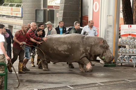 ​Tbilisidə zoopark dağılıb, heyvanlar şəhər küçələrinə axışıb - FOTO