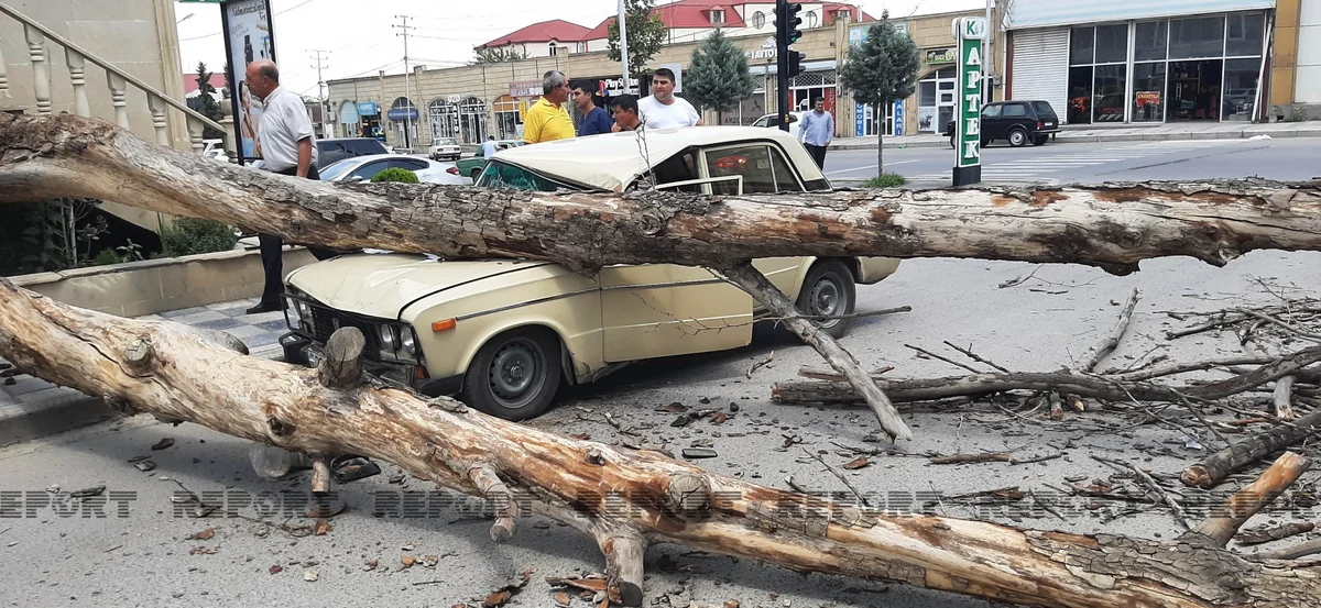 Gəncədə külək iri gövdəli ağacı avtomobilin üzərinə aşırıb
