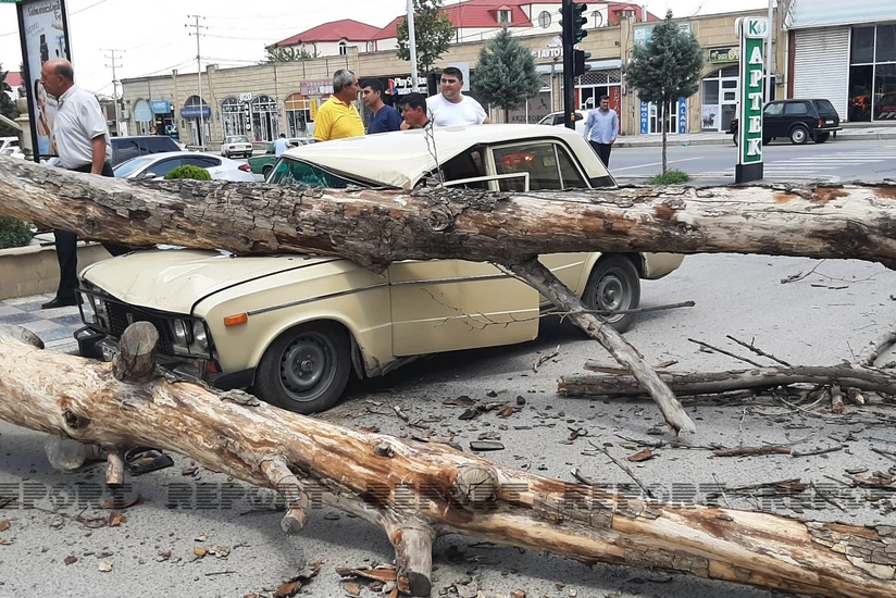 Gəncədə külək iri gövdəli ağacı avtomobilin üzərinə aşırıb