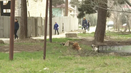 Ötən il Şirvanda 1422 nəfəri it dişləyib, onlardan 218-i uşaqdır
