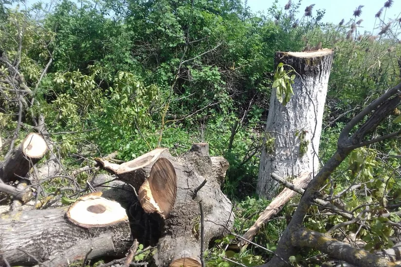 На магистрали Баку-Губа вырублено 12 ореховых деревьев
