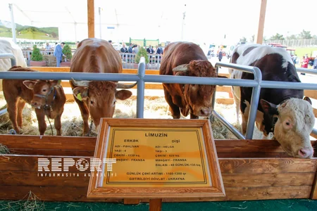 Bakıda XXI Azərbaycan Beynəlxalq Qida Sənayesi Sərgisi - FOTOREPORTAJ
