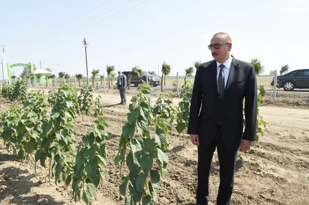 Prezident İlham Əliyev Cəlilabadda “Günəşli-Aqro” MMC-nin aqroparkında yaradılan şəraitlə tanış olub